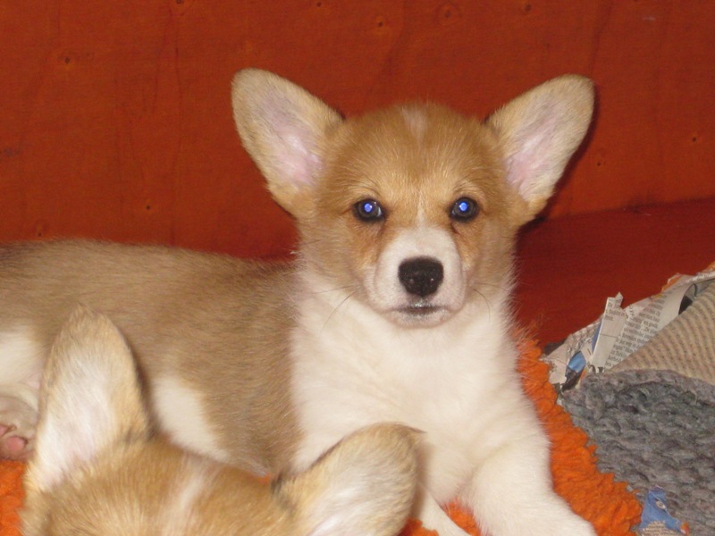 Puppies